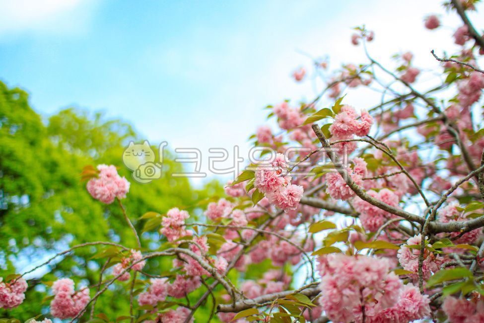 벚꽃, 꽃배경화면, 핑크, pink, 벚꽃배경화면, 사진,이미지,일러스트,캘리그라피 - 레몬쓰작가