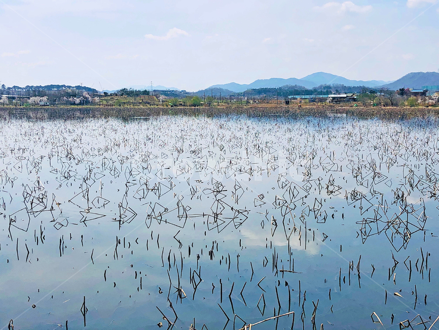 outdoors,옥외,nature,자연,water,물,marsh,습지,저수지,하늘,연꽃대