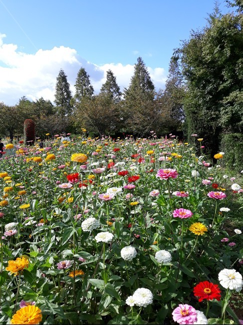 백일홍,가을,꽃밭,드림파크,산책,식물,자연,plants,nature,꽃,flower