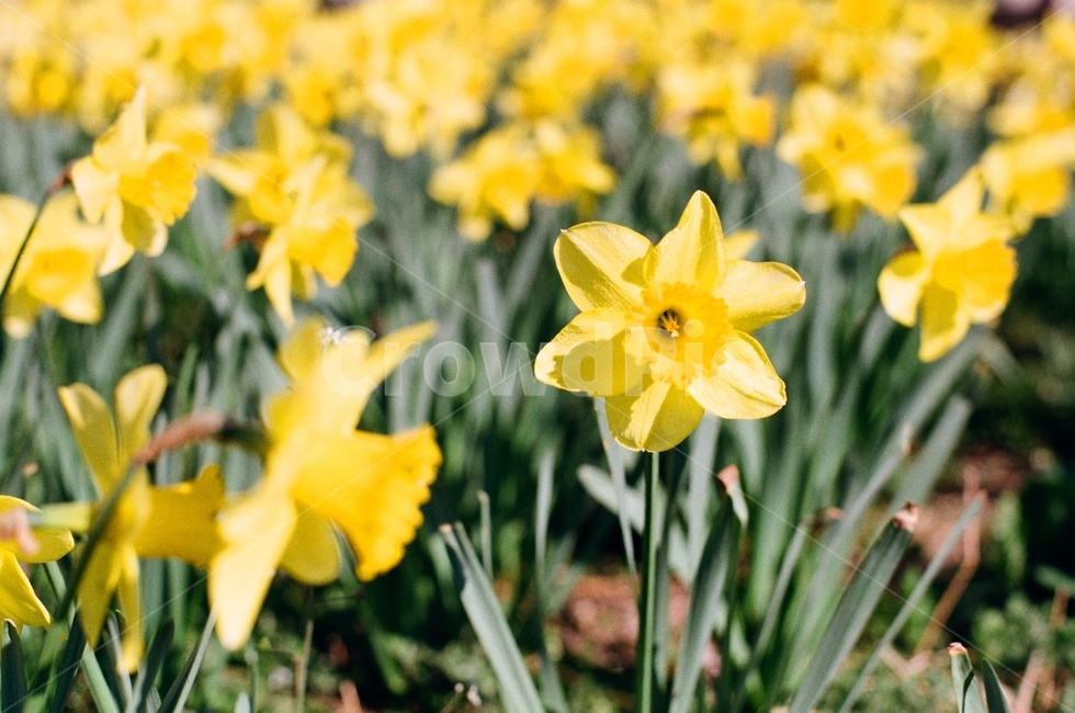 필름사진,필름,식물,꽃,수선화,봄꽃,봄,따뜻한,warm,spring,film,filmphotography,plant,blossom,flower,식물,자연,plants,nature,꽃,flower