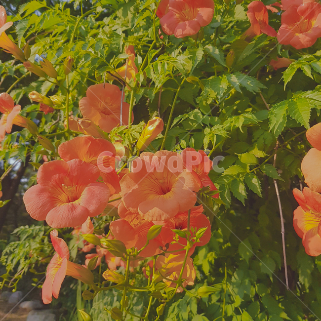 flower,plant,식물,blossom,꽃,trumpetcreeper,식물,자연,plants,nature,꽃,flower