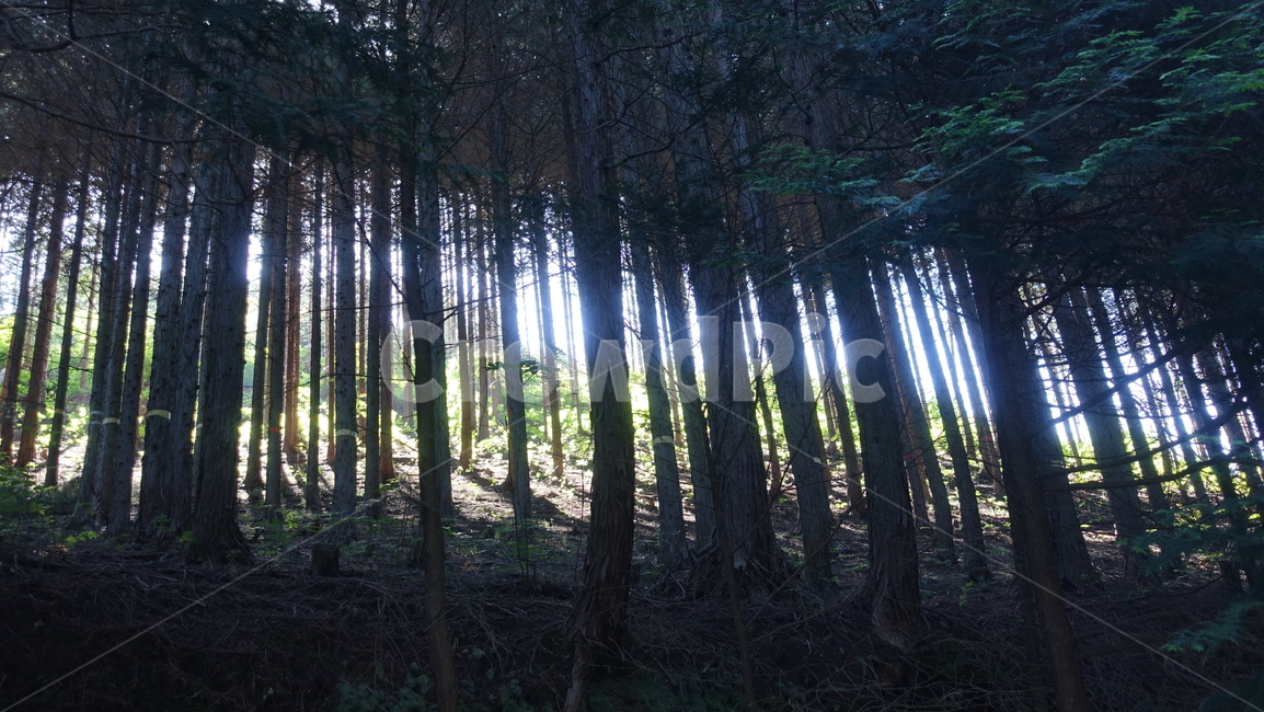 나무,숲,forest,tree,편백나무,히노키,hinoki,편백나무숲,nature,자연,green,초록,아침햇살,하동,하동편백나무숲,물안골,물안골용용편백림