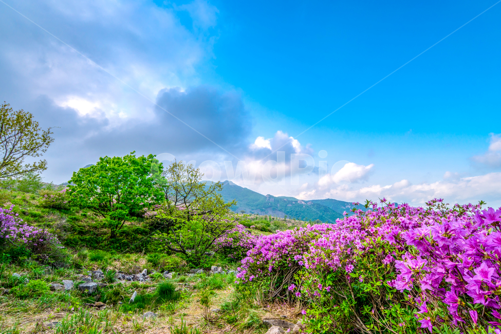 황매산,철죽,꽃,봄,산,합천군,풍경,봄,계절,spring,season,자연,풍경,nature,landscape,outdoors,옥외,grassland,목초지,field,들
