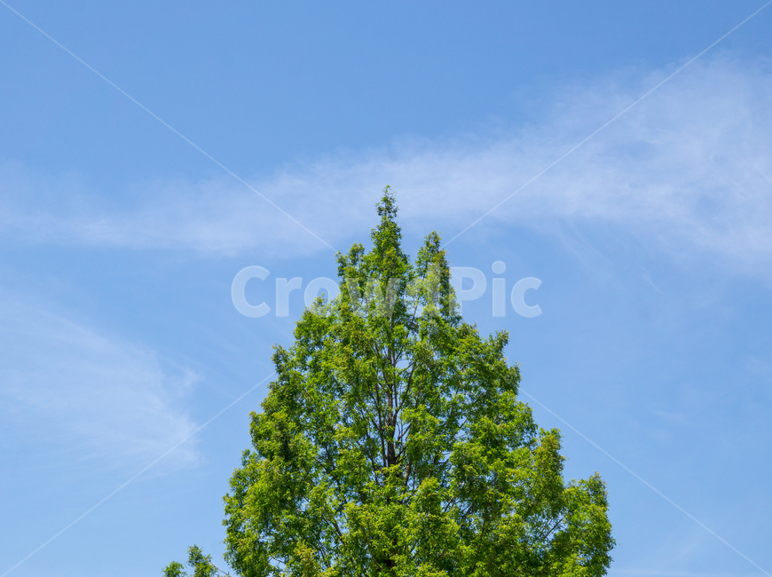 하늘,나무,구름,파랑,초록,시원,바람,자연,풍경,nature,landscape,tree,plant,식물,fir,전나무