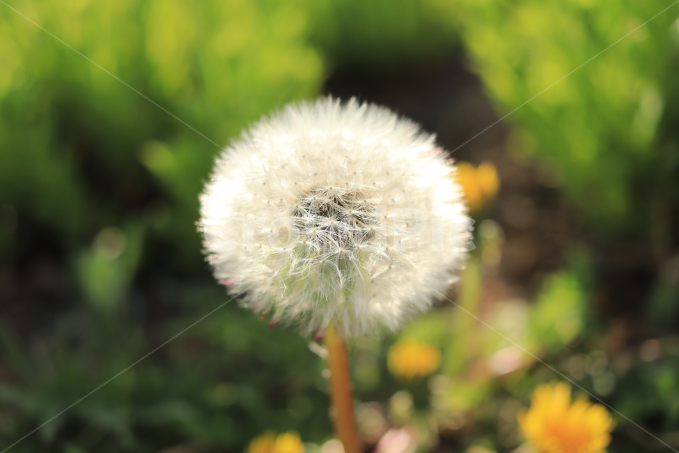 민들레꽃씨,flower,꽃,blossom,plant