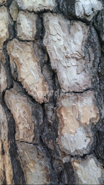 나무껍질,껍질,마른,표피,껍데기,dry,갈라짐,거친,표면,나무,trees,wood,텍스처,질감,패턴,texture,pattern