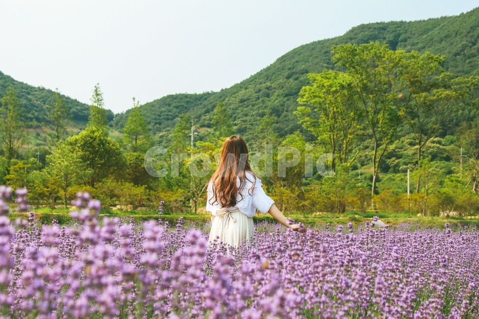 라벤더,자연,소녀,햇빛,머리색,갈색,산,산골,재배,단지,농업,축제,데이트,모델,자연,풍경,nature,landscape,사람,인물,인간,human,person,여성,여자,woman,female,lady,plant,식물