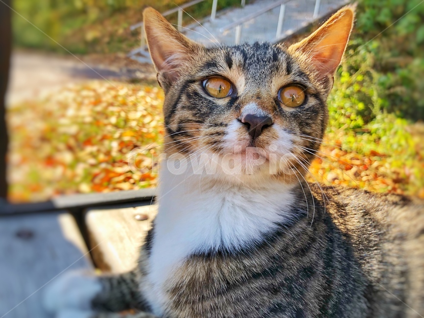 고양이,가을,낙옆,길고양이,동물,동물,animal,포유류,mammal,고양이,cat,kitten,kitty