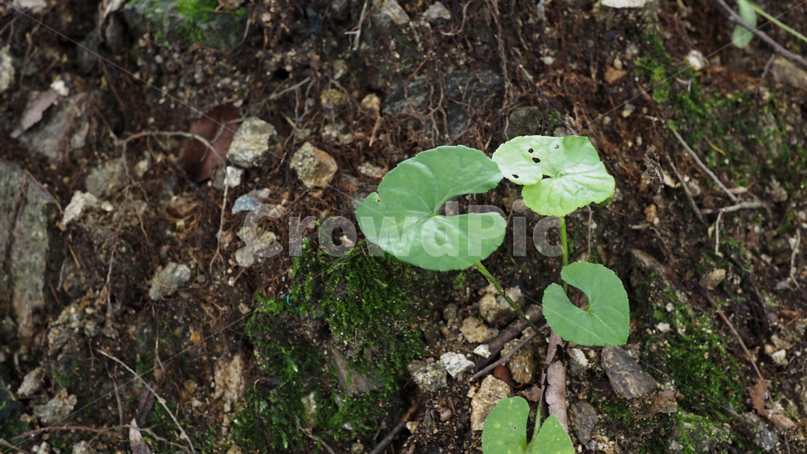 식물,잎사귀,그린,돌,plant