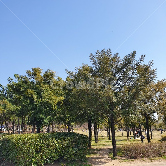 plant,식물,tree,나무,자연,nature,하늘,park,공원