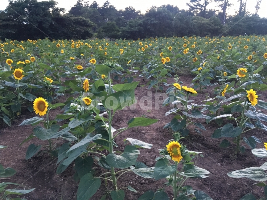 해바라기,제주도,꽃,여름,해바라기밭,식물,자연,plants,nature,꽃,flower