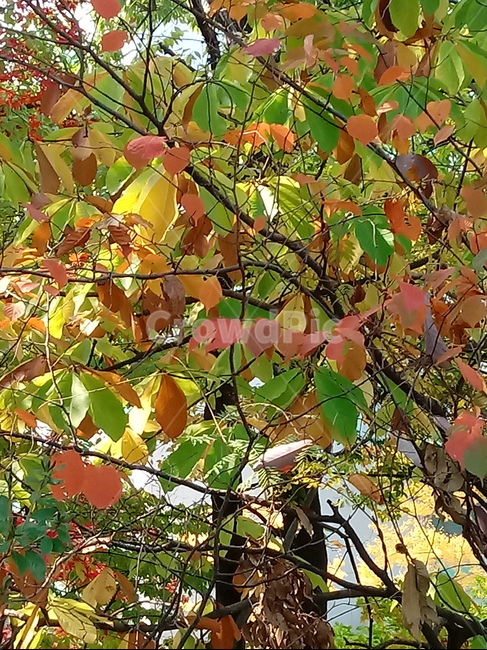 가을,단풍,낙엽,maple,plant,식물,단풍나무,단풍잎,leaf,잎,tree,나무,계절,fallautumnseason,가을단풍,자연,풍경,경치,가을,계절,fall,autumn,season,식물,자연,plants,nature,나무,trees,wood,fruit,과일,food,음식