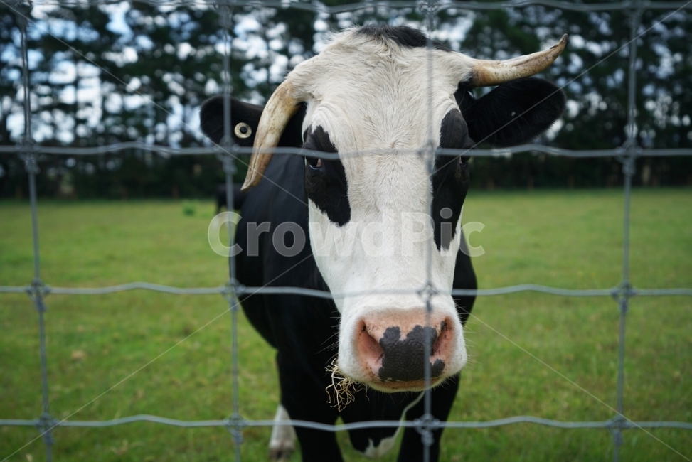 동물,소,포유류,젖소,cow,농장,가축,방목,풀,목장,뉴질랜드,축산,축산업,동물,animal,포유류,mammal,산업,industry,industrial,목축업,목장,livestock farming,ranching,pasture