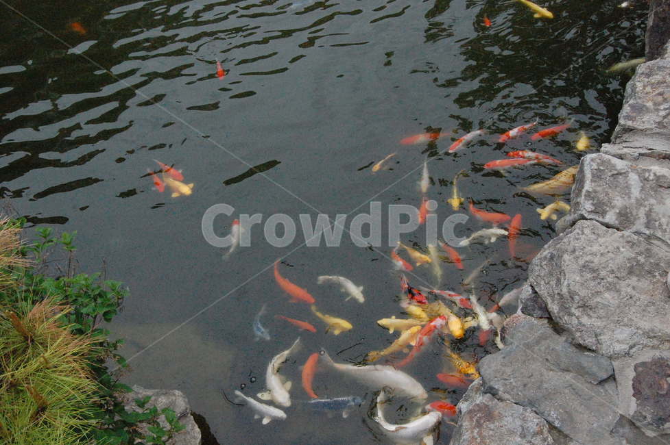 잉어,물,자연,풀,바위,물고기,nature,grass,water