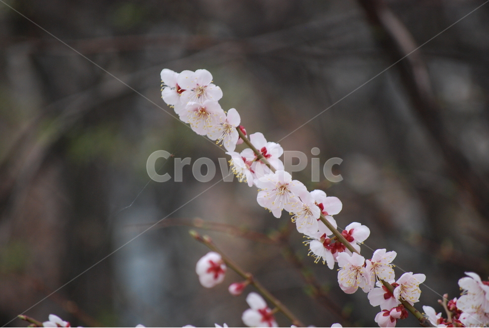 꽃,벚꽃,매화,봄,겨울,봄꽃,겨울꽃,꽃잎,flower,cherryblossom,spring,winter,식물,자연,plants,nature,꽃,flower