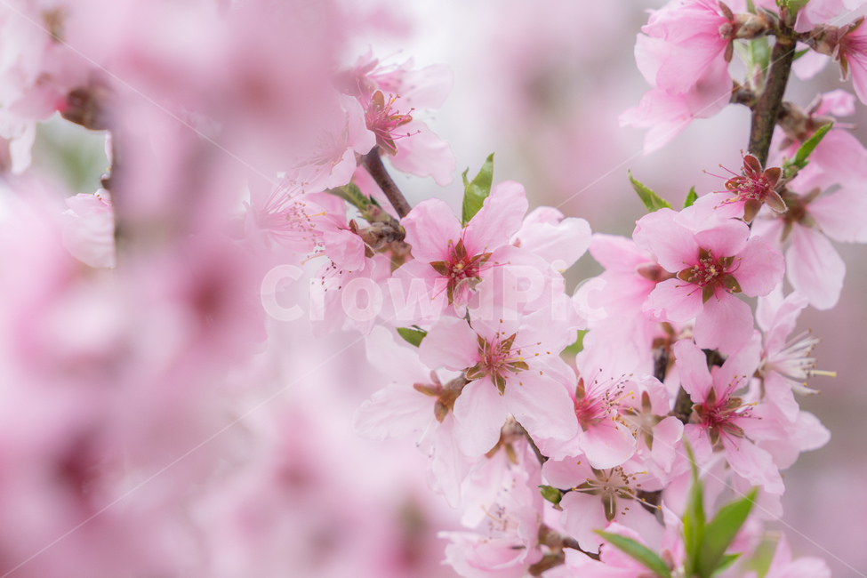 봄,자연,나무,계절,따뜻함,꽃,복숭아,복숭아꽃,분홍색,봄,계절,spring,season,plant,식물