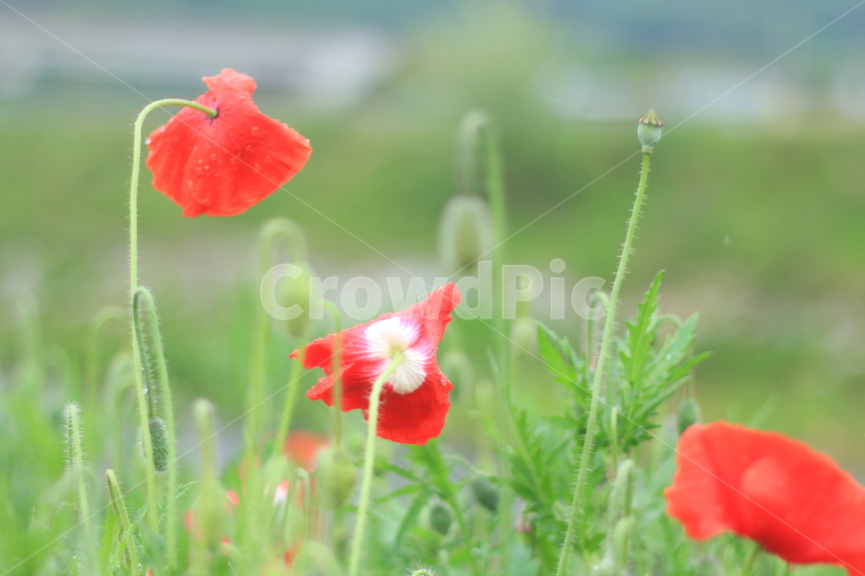 여름,시작,양귀비,위안,꽃,식물,자연,plants,nature,꽃,flower