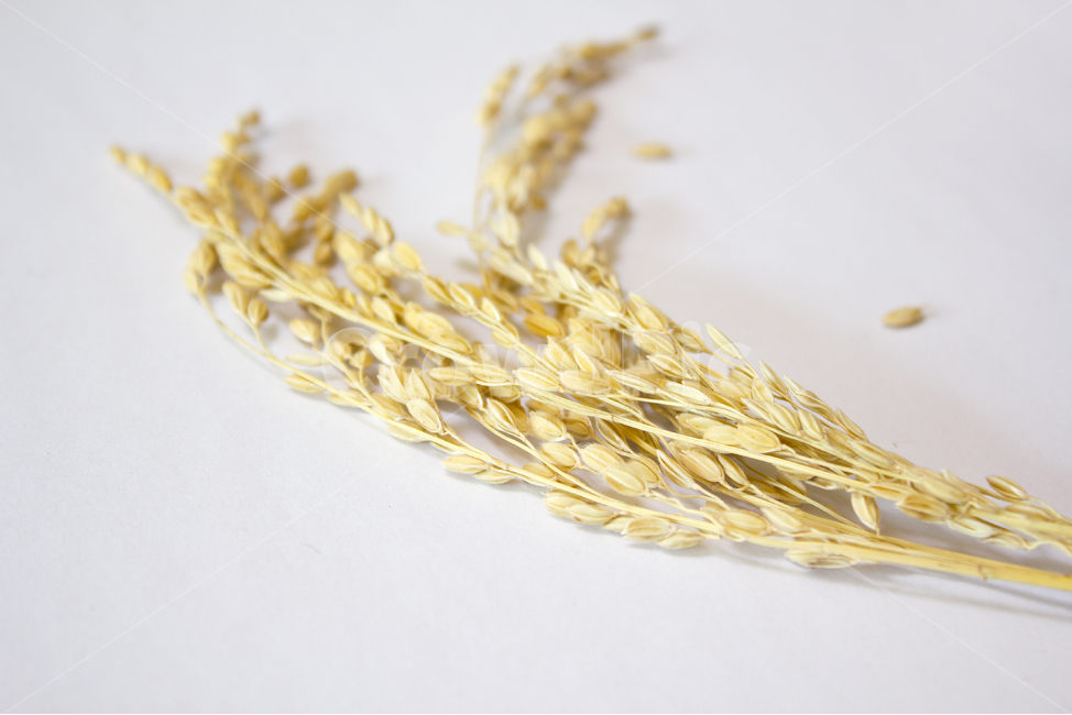 쌀,벼,곡식,곡물,음식,식재료,요리,이삭,곡류,rice,cereal,dry,ear,farming,food,gold,grain,harvest,isolated,korea,meal,nutrition,organic,plant,seed,yellow,cook,cook화이트,흰색,하얀색,흰배경,쌀알,알갱이,볍씨,씨,씨앗,열매,쌀알갱이,식물,자연