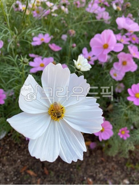 white flower,petal,bee,maxicanaster,cosmos,whiteflower,flower