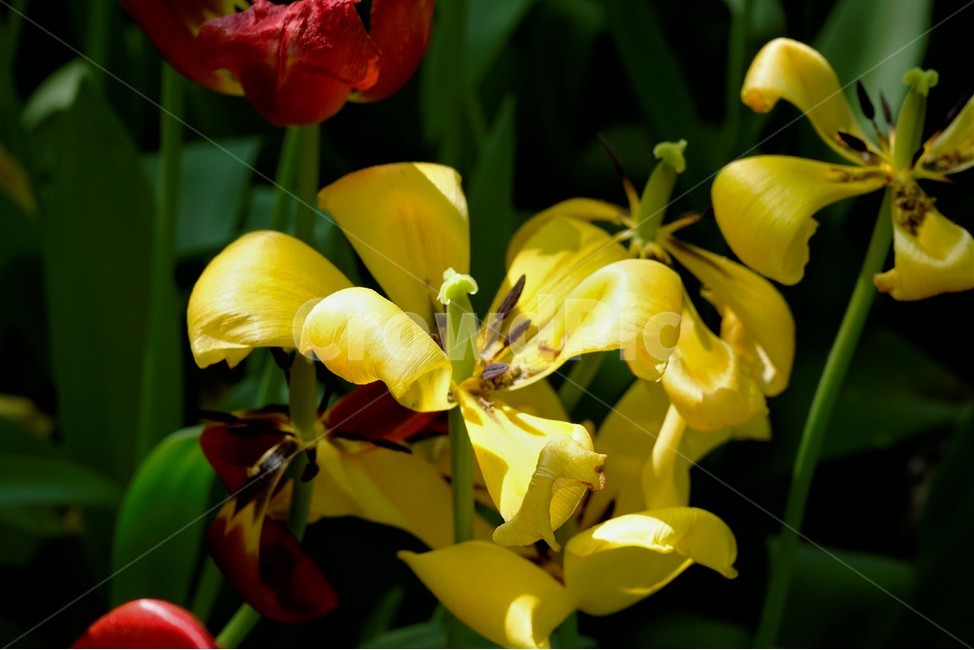 봄꽃,정원,튤립,노랑,bloom,floral,flower,nature,plant,spring