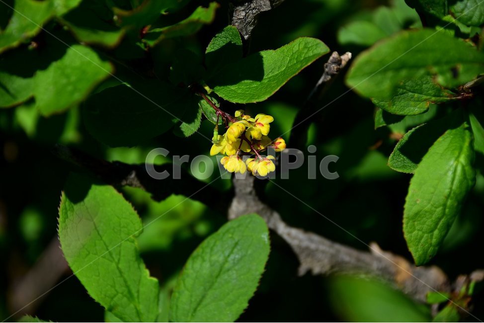 매발톱나무,야생화,꽃,식물,자연,생태,플라워,flower,plants,nature,식물,자연,plants,nature,꽃,flower