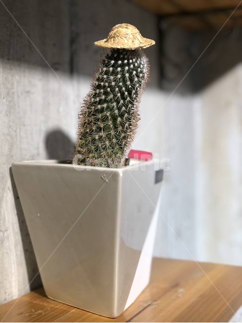 선인장,선인장모자,화분,식물,사막식물