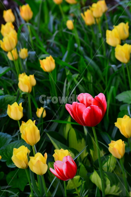 서울숲,튤립,봄꽃,tulip,봄이미지,봄날,spring,튤립축제,구근식물,flowers,식물,아름다운,공원,꽃축제,배경,바탕,beautiful,예쁜,화려한,노랑꽃,빨강꽃,가든,화단,정원,garden,봄,계절,spring,season,식물,자연,plants,nature,꽃,flower,plant,blossom