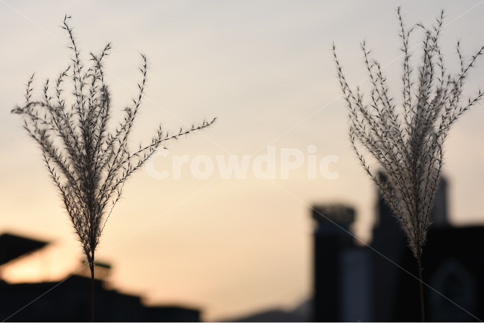 가을감성,해질녘,가을,감성사진,풍경,자연,가을,계절,fall,autumn,season,grass,잔디,plant,식물
