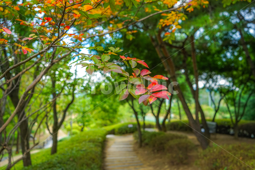 오솔길,공원,숲속,가을,나무,길,단풍,자연,풍경,가을,계절,fall,autumn,season,식물,자연,plants,nature,tree,plant,leaf,잎,outdoors,옥외