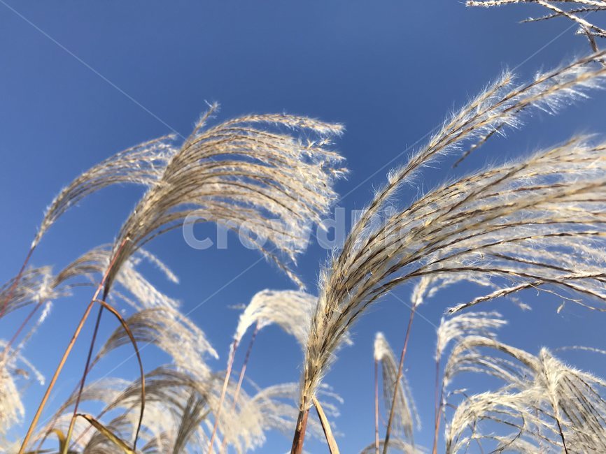 갈대,가을,autumn,reed,sky,하늘,nature,자연,식물,계절,풍경,fall