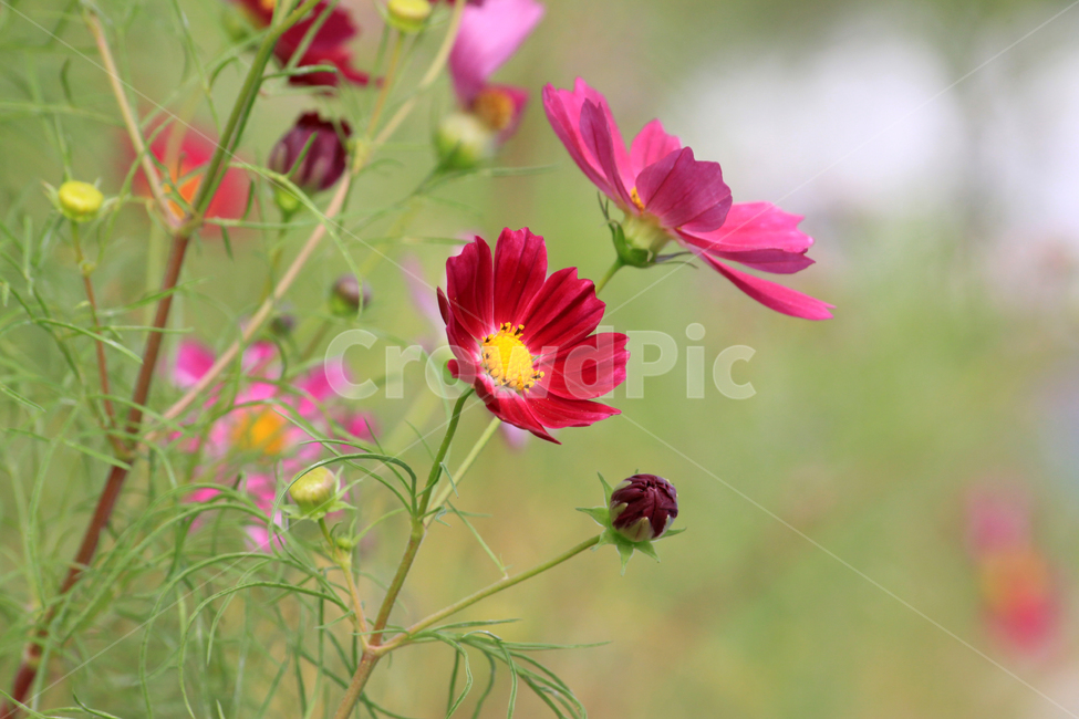 코스모스,가을,꽃,flower,blossom,식물,가을꽃,가을,계절,fall,autumn,season,식물,자연,plants,nature,꽃,flower,geranium,제라늄,plant
