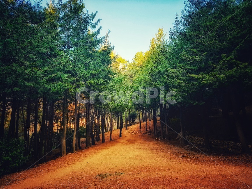 숲,나무,힐링,휴식,숲길,아침,forest,tree,trees,healing,rest,morning,자연,풍경,nature,landscape,plant,식물,ground,바닥