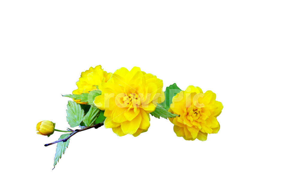자연,plant,식물,flower,꽃,blossom,노란꽃,yellow,노란색