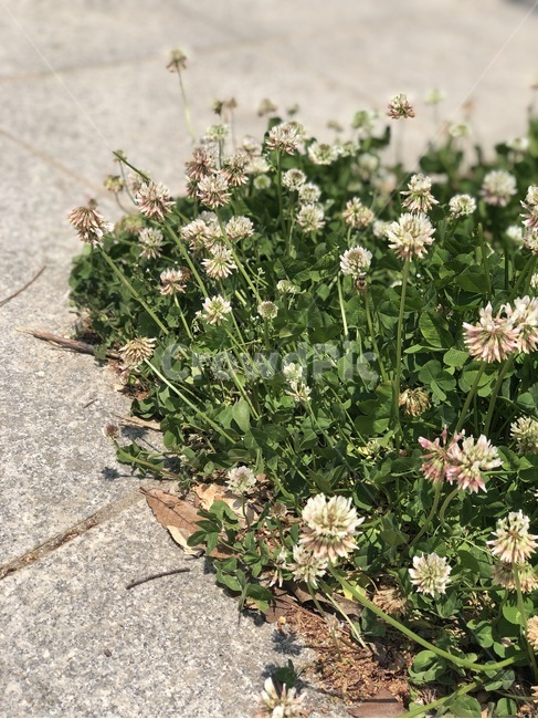 봄,들꽃,초록,행운,토끼풀꽃