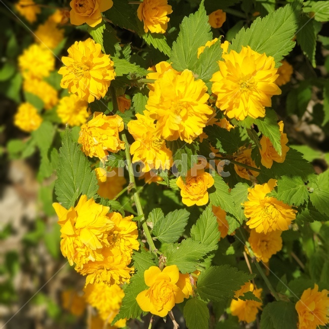 꽃,식물,노란꽃,봄,flower