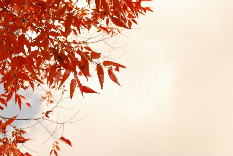 잎,단풍,풍경,배경,자연,낙엽,나무,가을,붉은색,갈색,구름,하늘,산,공원,인천대공원,정원,단독,편집,편집사진,기획,기획사진,포토샵,보정,플라워,계절,시즌,봄,여름,겨울,이벤트,낭만,기다림,그리움,아름다움,감성,들판,가지,소스,디자인,프레임,빨강,노랑,초록,노을,산책,다울,가을,계절,fall,autumn,season,식물,자연,plants,nature,leaf,plant,tree,maple