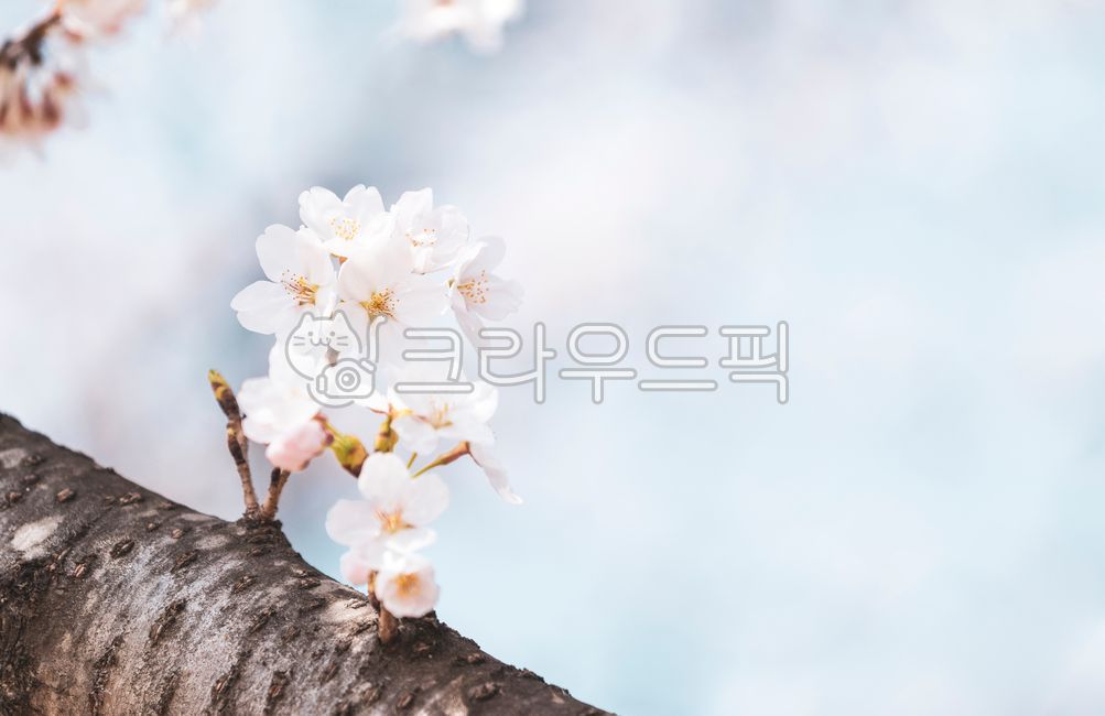 cherry,pink,Cherry Blossom,tree branch,Spring background,trees,petals,spring,beautiful,petal,white,season,park,gay,sky,close up,flowers,seasons,sprout,nature,tree,branches,flower,outdoor,White,outdoors,closeup,background,blossoms,garden,fresh,Namu Collect