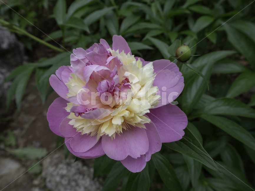 수목원,botanicalgarden,작약,paeonialactiflora,꽃,flower,자연,nature,식물,plant,식물,자연,plants,nature,꽃,flower