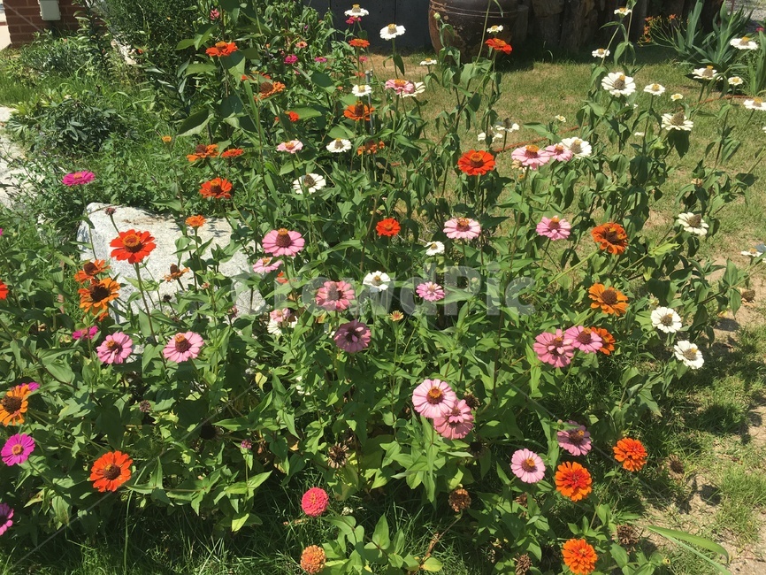 꽃,flower,plant,식물,blossom,식물,자연,plants,nature,꽃,flower