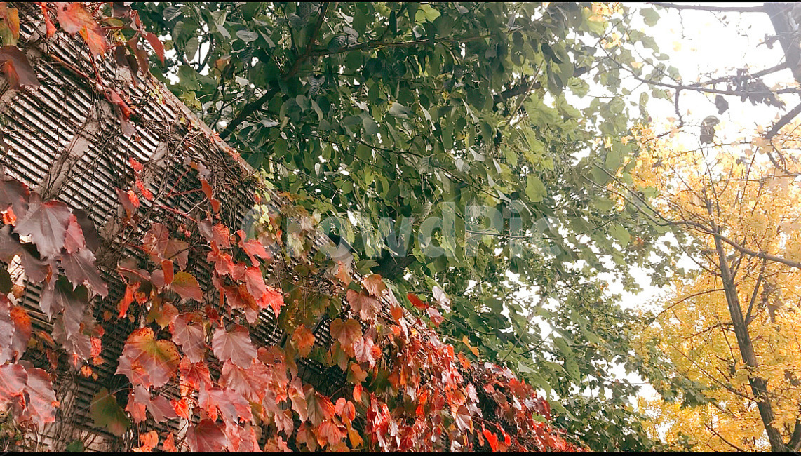 가을,단풍,은행나무,담벼락,나무,식물,하늘,YEONGRAN,가을,계절,fall,autumn,season