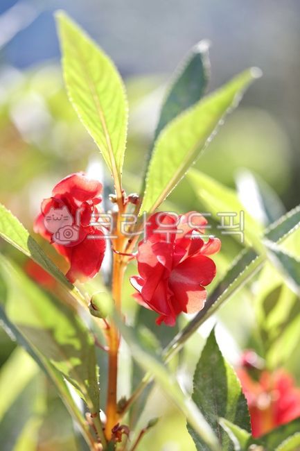 Plants,balsam,balsam flower,balsam dyeing,nails,memories,seasonal customs