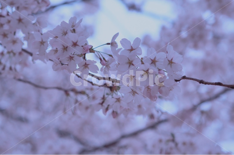 봄,벚꽃,분홍색꽃,꽃나무,꽃,봄,계절,spring,season,plant,식물,flower,blossom