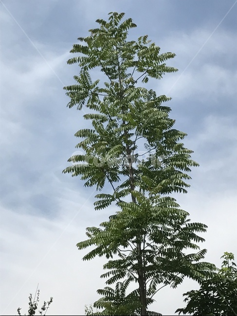 하늘,나무,자연,식물,tree