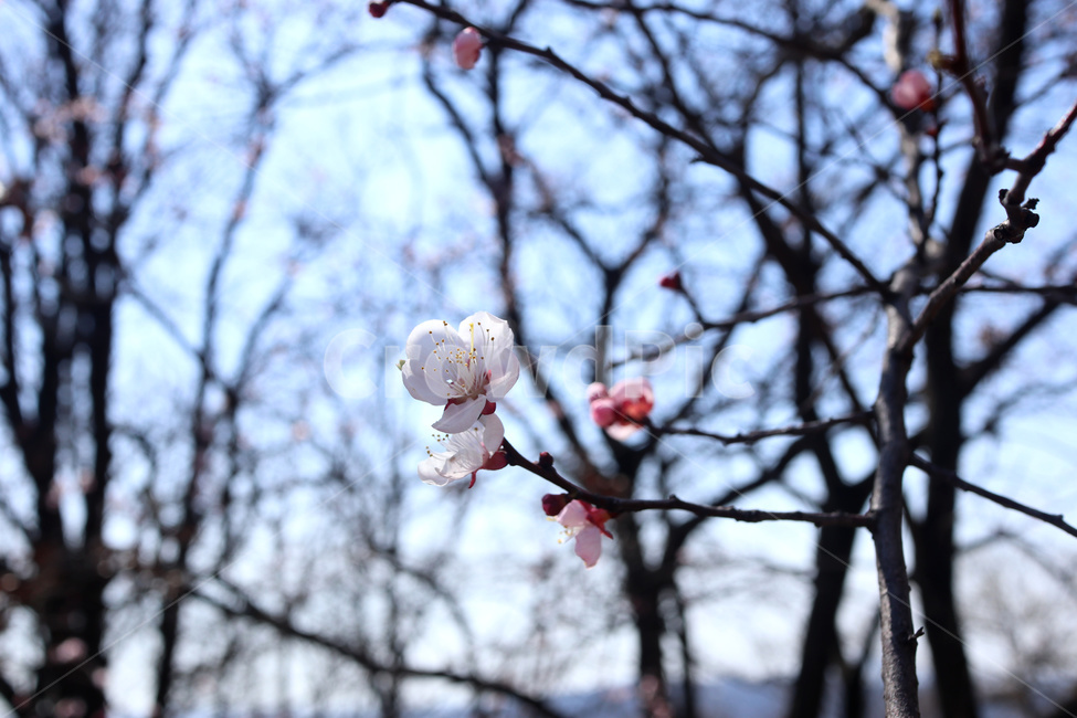 벚꽃,벚나무,봄,blossom,꽃