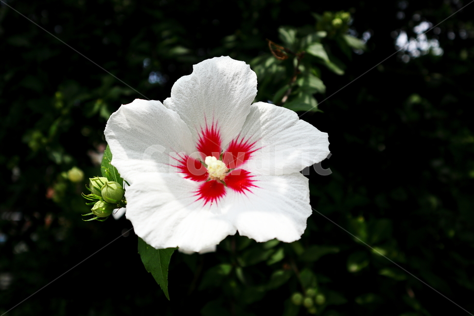 무궁화,무궁화꽃,꽃한송이,하얀꽃,흰색꽃,식물,자연,plants,nature,꽃,flower