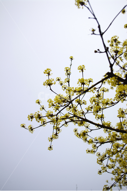 산수유,자연,nature,꽃,flower,나무,식물,plant,봄,spring,계절,봄,계절,spring,season,식물,자연,plants,nature,꽃,flower