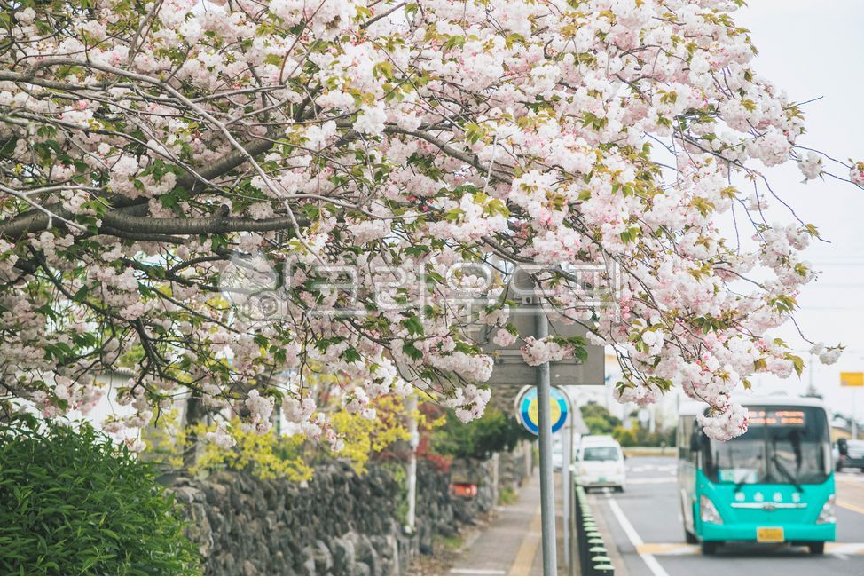 봄,계절,봄꽃,벚꽃,겹벚꽃,시즌,초록,나무,벚나무,식물,outdoors,옥외,nature,자연,flower,blossom,꽃,plant