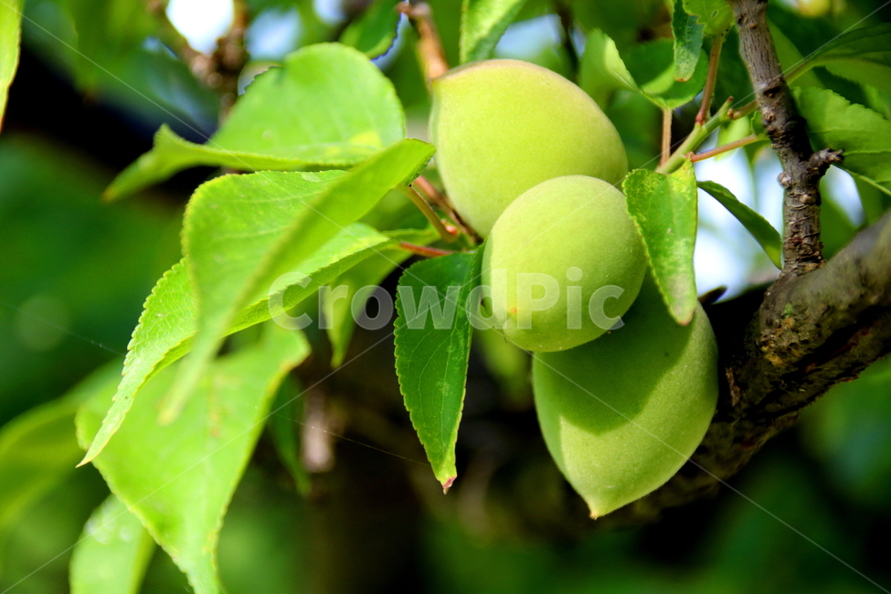 과일,식물,열매,plant,fruit,식물,자연,plants,nature,과일,열매,fruit