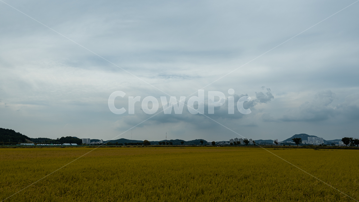 논벼,농장,창공,백운,농장물,농업,농사,agriculture,farming,farming industry