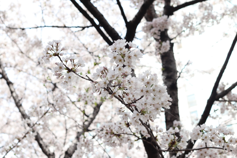 벚꽃,봄,꽃,나뭇가지,순수한,흰색,분홍색,spring,flower,bloom